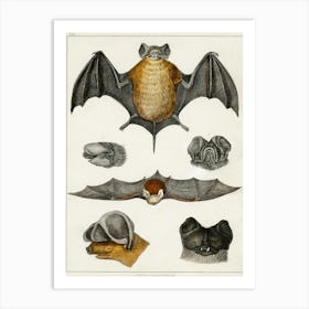 Collection Of Various Bats, Oliver Goldsmith Art Print