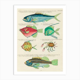 Colourful And Surreal Illustrations Of Fishes And Crab Found In Moluccas (Indonesia) And The East Indies, Louis Renard(36) Art Print