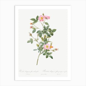 Pale Pink Pompon Rose, Pierre Joseph Redoute Art Print