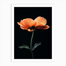 Single Orange Poppy 1 Art Print