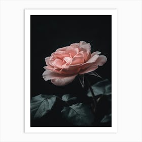 Pink Rose 68 Art Print