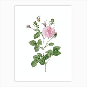 Vintage Pink Agatha Rose Botanical Illustration on Pure White Art Print