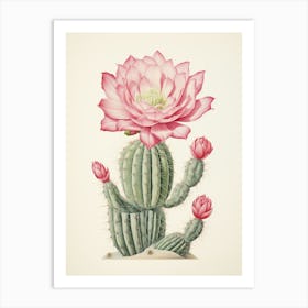 Vintage Cactus Illustration Acanthocalycium Cactus 3 Art Print