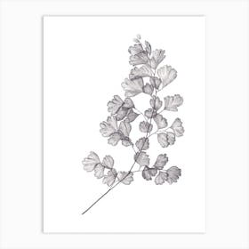 Maidenhair Fern Botanical Art Print