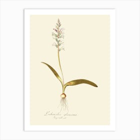 Lily Of The Valley 43 Art Print