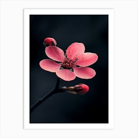 Cherry Blossom 9 Art Print