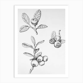 Blueberry Art Print