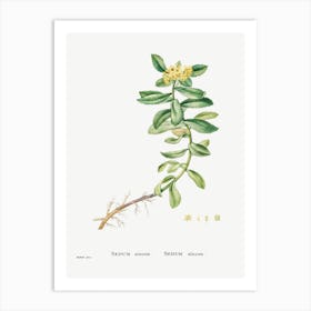 Sedum Aizoon, Pierre Joseph Redoute Art Print