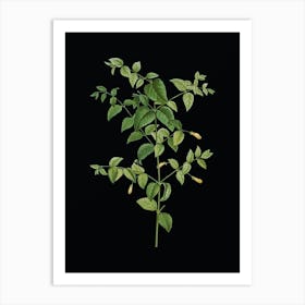 Vintage Tree Fuchsia Botanical Illustration on Solid Black n.0440 Art Print