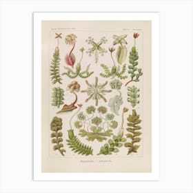 Hepaticae–Lebermoose, Ernst Haeckel Art Print