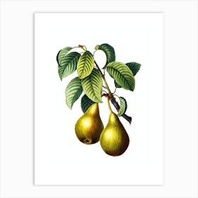 Vintage Pear Botanical Illustration on Pure White n.0518 Art Print