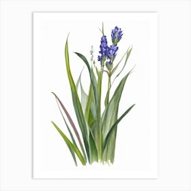 Pickerel Weed Wildflower Watercolour 2 Art Print