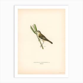 Sedge Warbler, The Von Wright Brothers Art Print