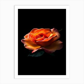 Orange Rose On Black Background 13 Art Print