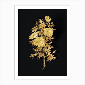 Vintage White Burnet Roses Botanical in Gold on Black n.0364 Art Print