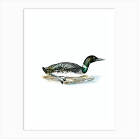 Vintage Common Loon Bird Illustration on Pure White Art Print