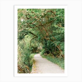 Path Through The Woods In Ireland Art Print