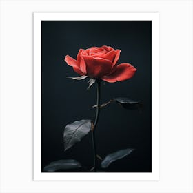 Single Red Rose 10 Art Print