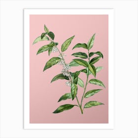 Vintage Andromeda Acuminata Bloom Botanical on Soft Pink Art Print