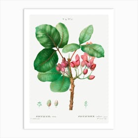 Pistachio, Pierre Joseph Redoute Art Print