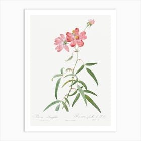 Peach Leafed Rose, Pierre Joseph Redoute Art Print