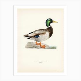 Mallard Male, The Von Wright Brothers Art Print