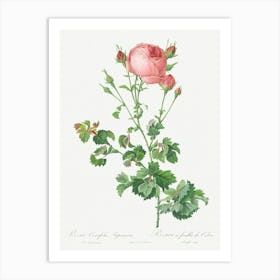 Celery Leaved Variety Of Cabbage Rose, Pierre Joseph Redoute Art Print