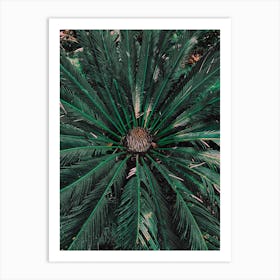 Botanical Palm Leaves Art Print