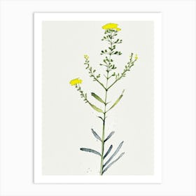 Costmary Herb Minimalist Watercolour 2 Art Print