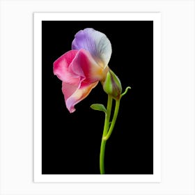 Sweet Pea Flower Isolated On Black Art Print