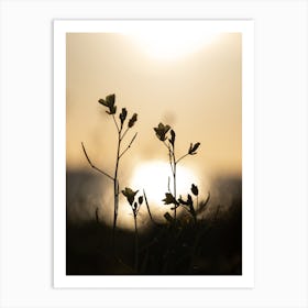 Sunset Flowers Art Print