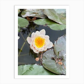 Water Lilies Art Print