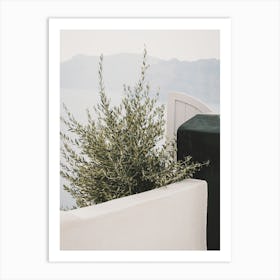 Olive Tree In Villa Art Print