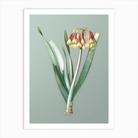 Vintage Knysna Lily Botanical Art on Mint Green Art Print