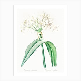 Florida Swamp Lily Illustration From Les Liliacées (1805), Pierre Joseph Redoute Art Print