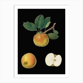 Adahd Vintage Apple Botanical Illustration On Solid Black N Art Print