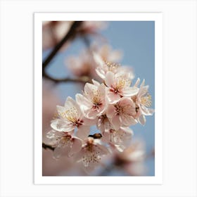 Cherry Blossoms 47 Art Print