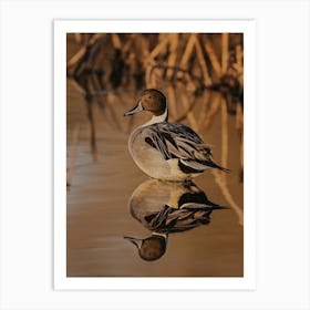 Wildlife Lake Duck Art Print