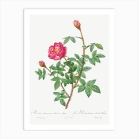 Anemone Flowered Rose Muscosa, Pierre Joseph Redoute Art Print