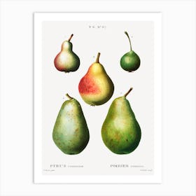 Pear, Pierre Joseph Redoute 3 Art Print