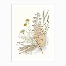 Caraway Spices And Herbs Pencil Illustration 2 Art Print