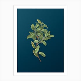 Vintage Evergreen Oak Botanical Art on Teal Blue n.0554 Art Print