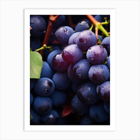 Black Grapes 4 Art Print