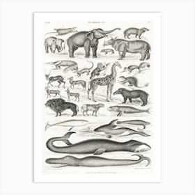 Mammalia, Oliver Goldsmith  Art Print