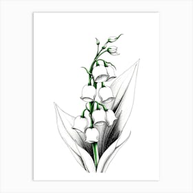 Lily Of The Valley 18 Art Print