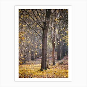 Autumn In The Woods 1 Art Print