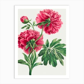 Peonies 7 Art Print