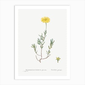 Mesembryanthemum Glaucum, Pierre Joseph Redoute Art Print