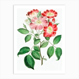 Roses 21 Art Print