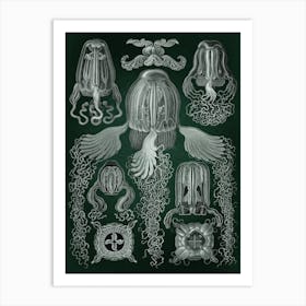 Vintage Haeckel 8 Tafel 78 Würfelquallen Art Print